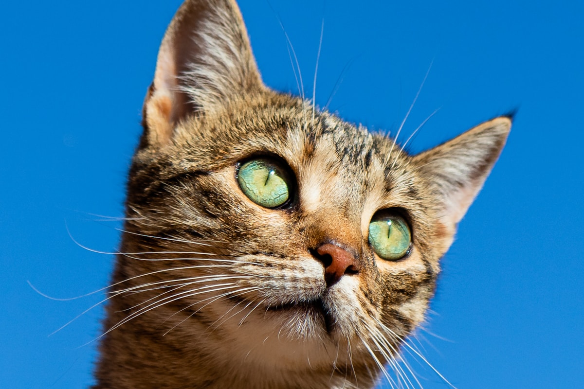 Best Cat Toys for Every Play Style: From Hunters to Loungers