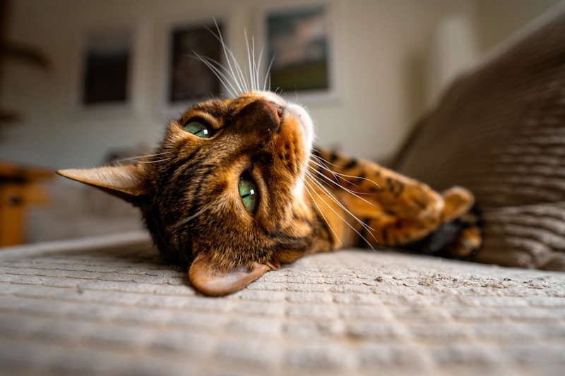A Bengal cat with vivid rosette markings crouching on a cat tree, alert golden eyes focused intently