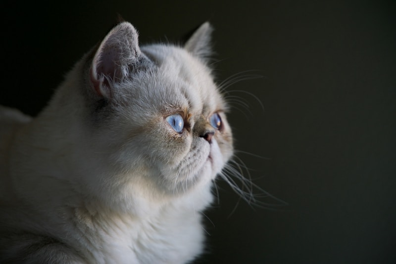 Persian cat breed