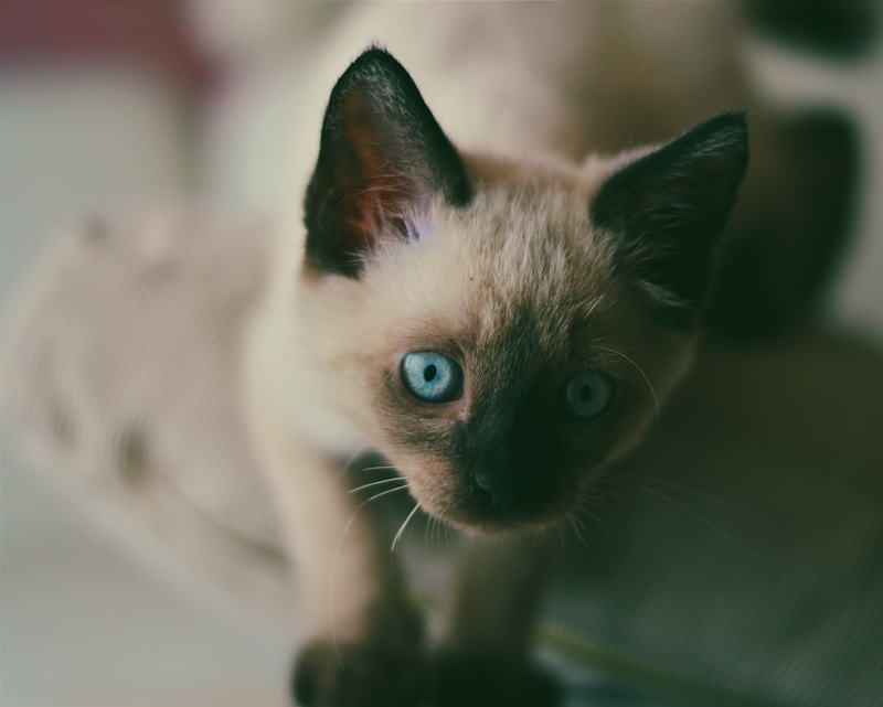 A seal point Siamese cat with vivid blue eyes sitting upright on a soft blanket, looking directly at the camera