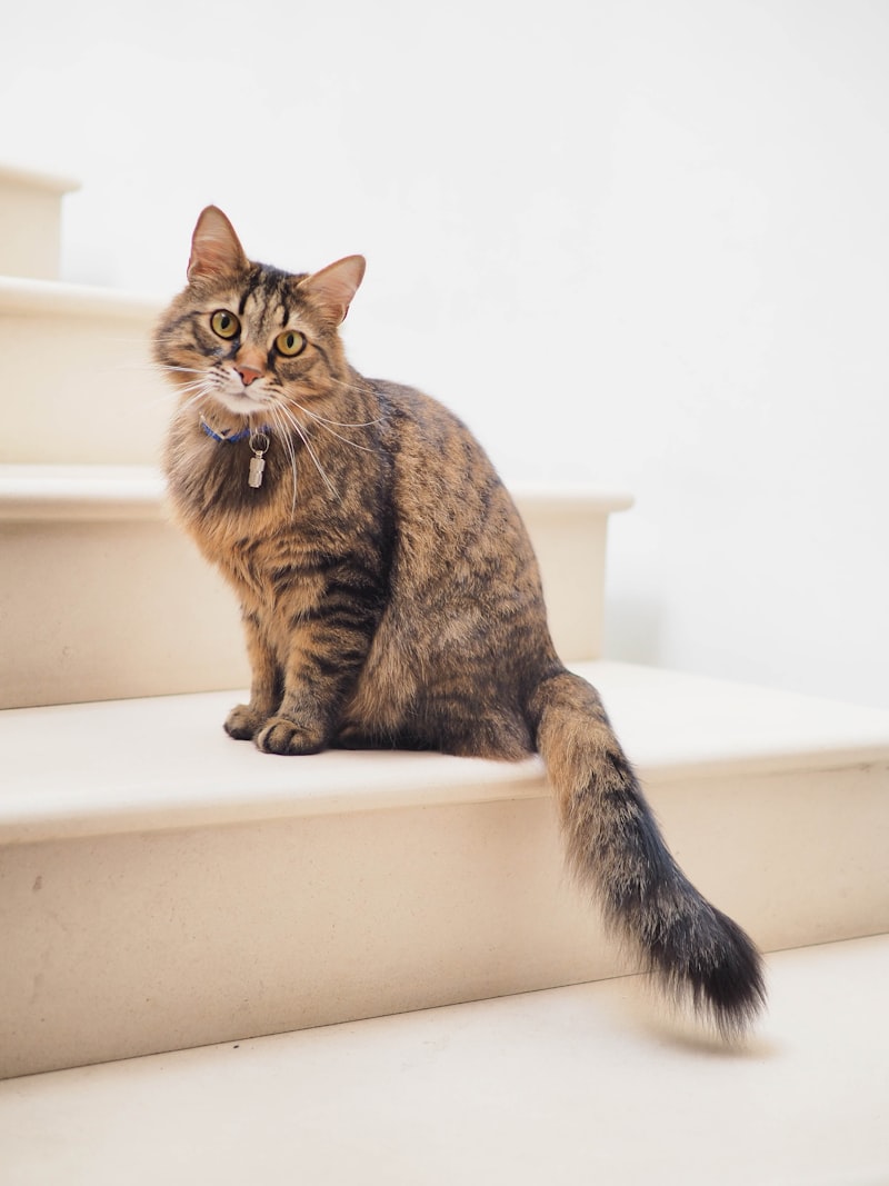 Understanding Cat Body Language: A Complete Guide to What Your Cat Is Telling You