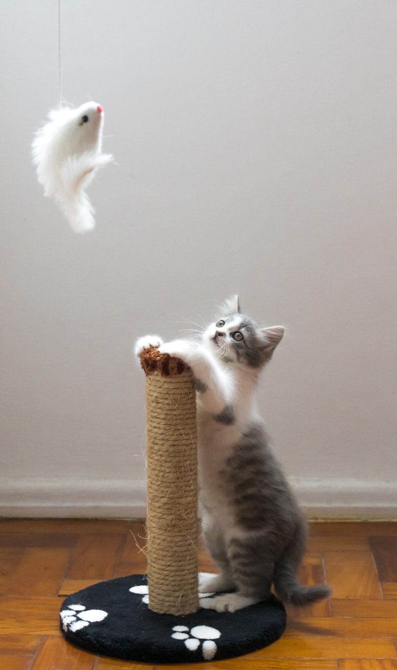Tabby cat playing with a feather toy