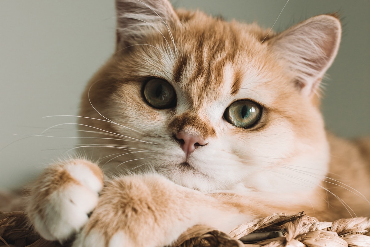 SmartCat Ultimate Scratching Post